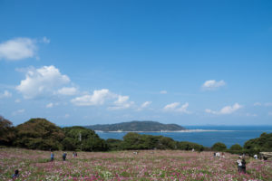 コスモスと空と海の写真