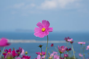 コスモスと空と海の写真