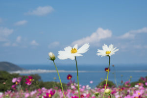 コスモスと空と海の写真