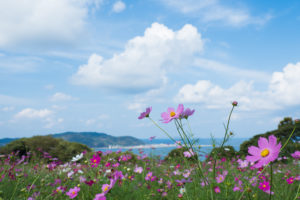 コスモスと空と海の写真