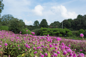 季節の花の写真