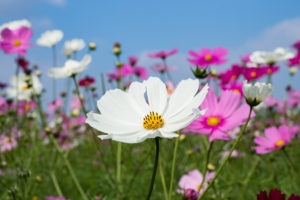 コスモスの写真
