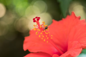 温室の花の写真