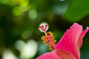 温室の花の写真