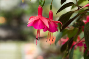 温室の花の写真