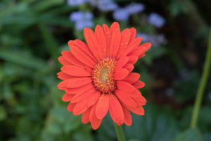 季節の花の写真