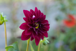 季節の花の写真