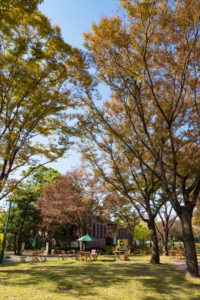 紅葉の写真