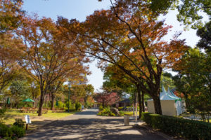 紅葉の写真