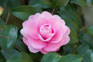 季節の花の写真