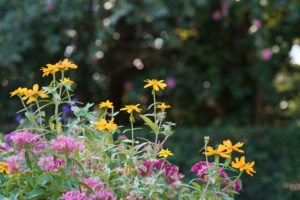 季節の花の写真
