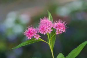 季節の花の写真