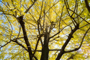 紅葉の写真