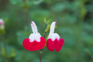 季節の花の写真