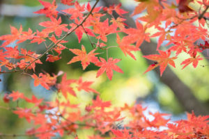 紅葉の写真