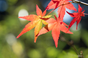 紅葉の写真
