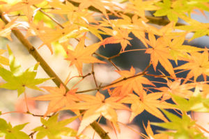 紅葉の写真