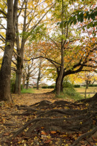 紅葉の写真