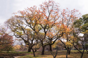 紅葉の写真