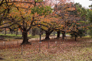紅葉の写真