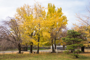 紅葉の写真