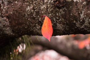 紅葉の写真