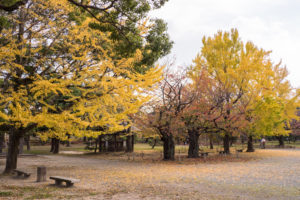 紅葉の写真