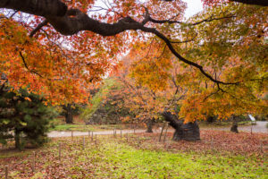 紅葉の写真