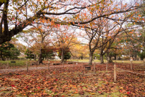 紅葉の写真