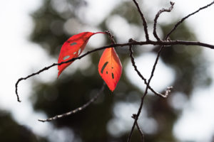 紅葉の写真