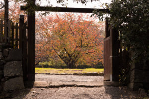 紅葉の写真