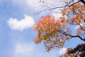 紅葉の写真