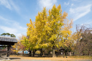 紅葉の写真