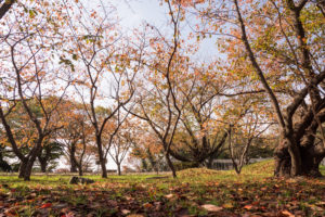 紅葉の写真