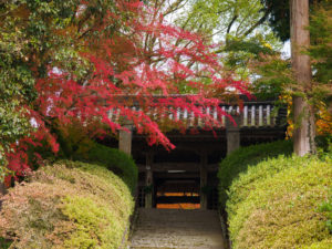 紅葉の写真