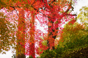 紅葉の写真