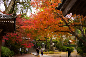 紅葉の写真
