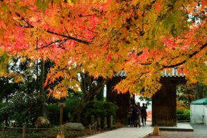 紅葉の写真