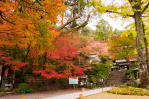 紅葉の写真