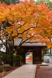 紅葉の写真