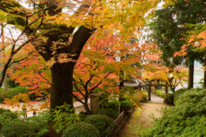 紅葉の写真