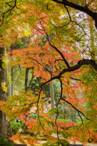 紅葉の写真