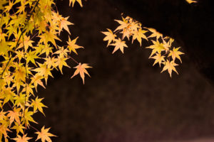紅葉の写真
