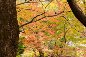 紅葉の写真