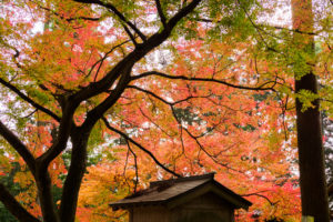 紅葉の写真