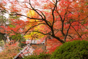 紅葉の写真