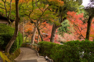 紅葉の写真