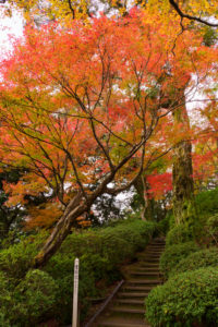紅葉の写真