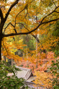紅葉の写真
