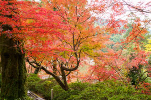 紅葉の写真